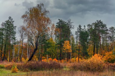 Orman sonbahar renkleriyle süslenmiştir. Yürüyüş. Sonbahar ormanında yürü.