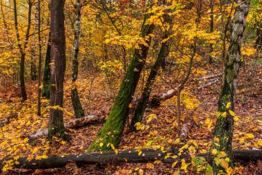 Orman sonbahar renkleriyle süslenmiştir. Yürüyüş. Sonbahar ormanında yürü.