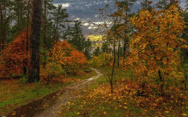 Les Zdoben Podzimními Barvami Pojďte Dál Puddle Odrážející Stromy Padlé — Stock fotografie