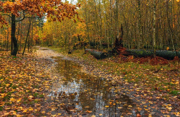 Bosque Está Decorado Con Colores Otoñales Pasa Puddles Reflejando Árboles — Foto de Stock