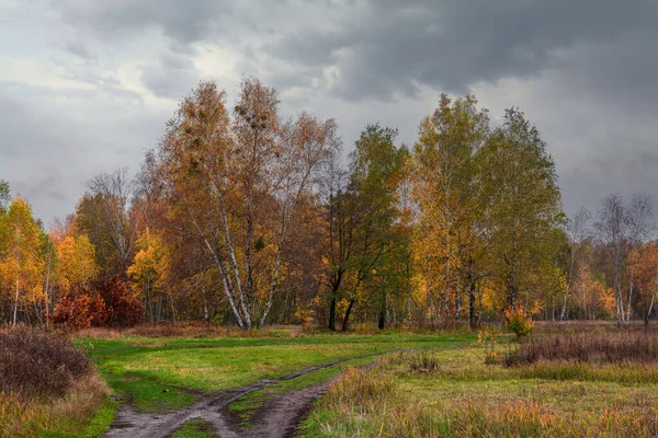 Les Zdoben Podzimními Barvami Pěší Turistika Procházka Podzimním Lese — Stock fotografie