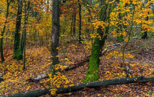 Erdő Őszi Színekkel Díszített Túrázni Séta Őszi Erdőben — Stock Fotó