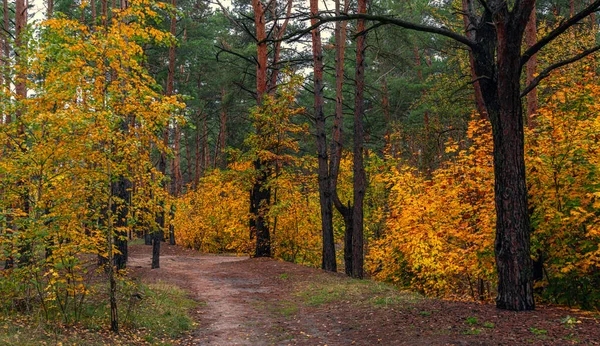 森は秋の色で飾られています ハイキングだ 秋の森を歩く — ストック写真