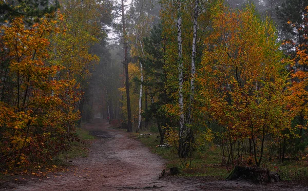 Het Bos Versierd Met Herfstkleuren Wandelen Wandelen Het Herfstbos — Stockfoto