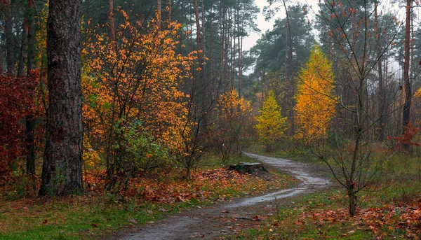 Floresta Está Decorada Com Cores Outono Caminhadas Caminhe Floresta Outono — Fotografia de Stock