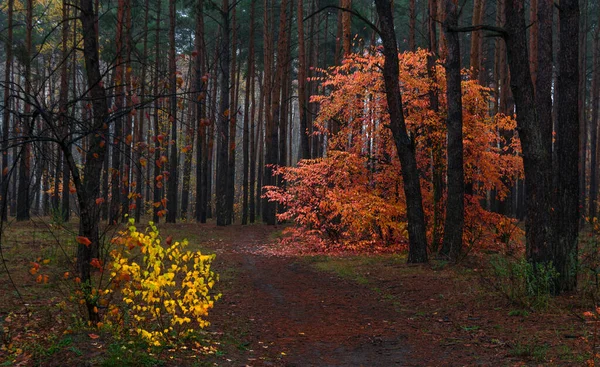 森は秋の色で飾られています ハイキングだ 秋の森を歩く — ストック写真