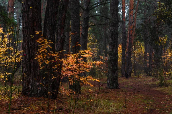 Floresta Está Decorada Com Cores Outono Caminhadas Caminhe Floresta Outono — Fotografia de Stock