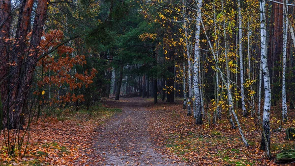 Bosque Está Decorado Con Colores Otoñales Senderismo Caminar Bosque Otoño — Foto de Stock