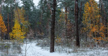 İlk kar yağdı. Yaprakların düşmek için zamanı yoktu. Kar altında sonbahar renkleri. Orman.