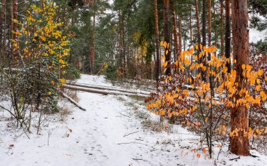 İlk kar yağdı. Yaprakların düşmek için zamanı yoktu. Kar altında sonbahar renkleri. Orman.