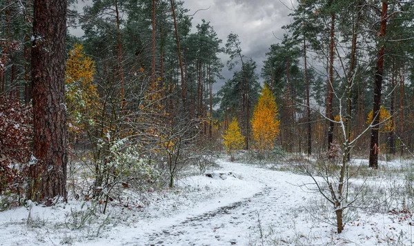 The first snow fell. The leaves did not have time to fall. Autumn colors under the snow. Forest.