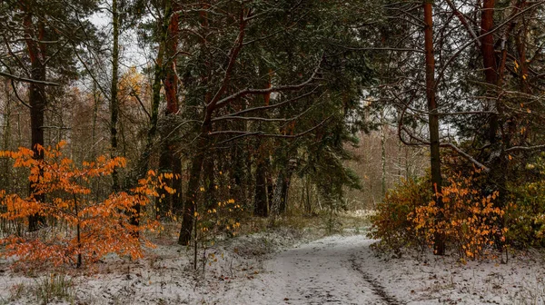 Pierwszy Śnieg Spadł Liście Nie Miały Czasu Jesień Jesienne Kolory — Zdjęcie stockowe