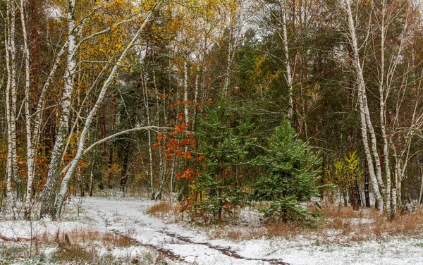 The first snow fell. The leaves did not have time to fall. Autumn colors under the snow. Forest.