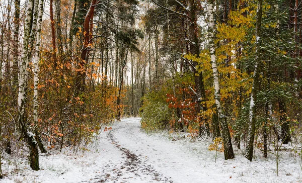 The first snow fell. The leaves did not have time to fall. Autumn colors under the snow. Forest.