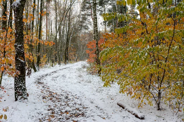 The first snow fell. The leaves did not have time to fall. Autumn colors under the snow. Forest.