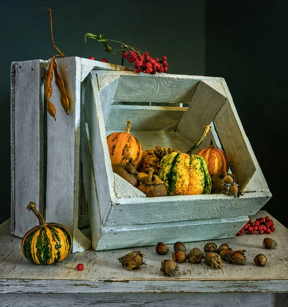 Nature Morte Avec Des Boîtes Blanches Des Citrouilles Des Noix — Photo