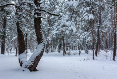 Kış ormanı Karla kaplı ağaçlar. Güzel doğa..
