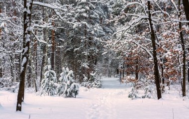 Kış ormanı Karla kaplı ağaçlar. Güzel doğa..
