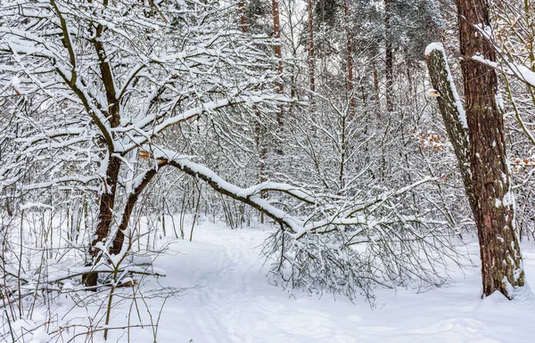 Winter Forest Snow Covered Trees Beautiful Nature — Stock Photo, Image