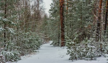 Kış ormanı Şiddetli bir kar yağışı ağaçları kapladı. Her yerde beyaz kaymalar ve karla kaplı dallar var. Güzel doğa..