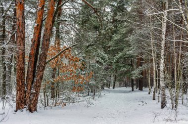 Kış ormanı Şiddetli bir kar yağışı ağaçları kapladı. Her yerde beyaz kaymalar ve karla kaplı dallar var. Güzel doğa..
