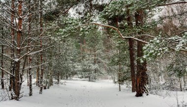 Kış ormanı Şiddetli bir kar yağışı ağaçları kapladı. Her yerde beyaz kaymalar ve karla kaplı dallar var. Güzel doğa..