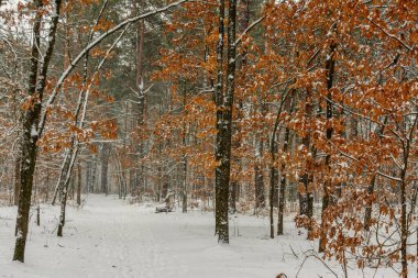 Kış ormanı Şiddetli bir kar yağışı ağaçları kapladı. Her yerde beyaz kaymalar ve karla kaplı dallar var. Güzel doğa..