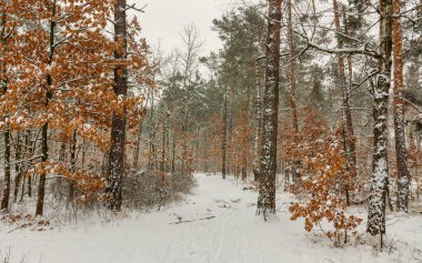 Kış ormanı Şiddetli bir kar yağışı ağaçları kapladı. Her yerde beyaz kaymalar ve karla kaplı dallar var. Güzel doğa..