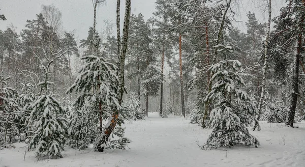 Forêt Hiver Une Forte Chute Neige Recouvre Les Arbres Des — Photo