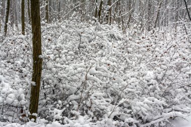 Kış ormanı Şiddetli kar yağışı çalıları ve ağaçları kapladı. Her yerde beyaz kaymalar ve karla kaplı dallar var. Güzel doğa..
