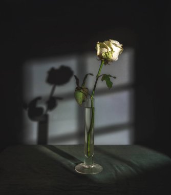 Pencereden süzülen beyaz bir gülle sakin bir hayat. Minimalizm. Eski.