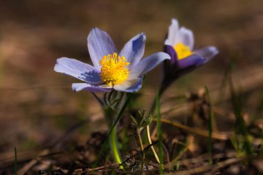 Pasque-flower (Anmone ptens) uzun ömürlü bir bitkidir. İlk bahar çayırı çiçeklerinden biri..