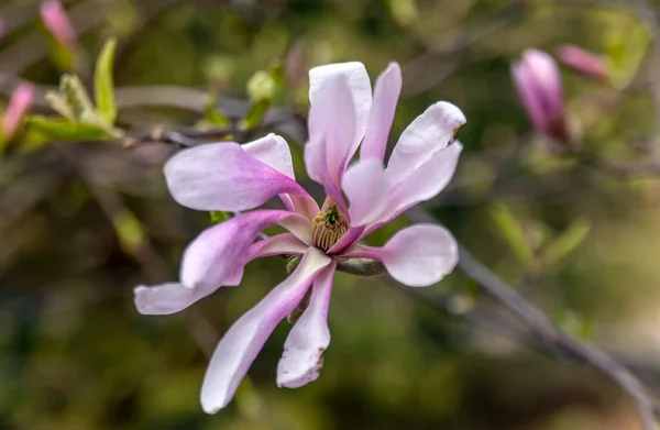 Magnolia Bloemen Magnolia Een Geslacht Uit Grassenfamilie Magnolia — Stockfoto