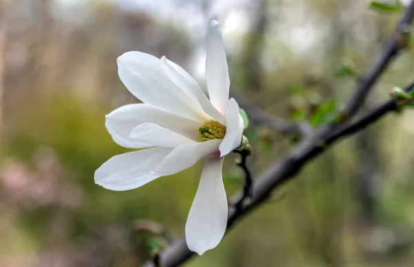 Magnolienblüten Magnolie Ist Eine Pflanzengattung Aus Der Familie Der Magnolien — Stockfoto