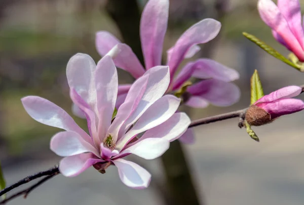 Magnolia Flowers. Magnolia is a genus of flowering plants of the Magnolia family, containing about 240 species.