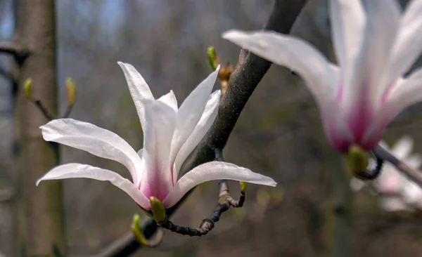 Μανόλια Φλάουερς Magnolia Είναι Ένα Γένος Ανθοφόρων Φυτών Της Οικογένειας — Φωτογραφία Αρχείου