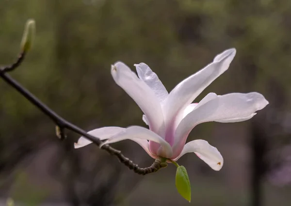 Magnolia Bloemen Magnolia Een Geslacht Uit Grassenfamilie Magnolia — Stockfoto