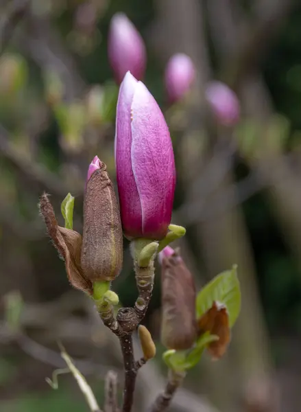 Μανόλια Φλάουερς Magnolia Είναι Ένα Γένος Ανθοφόρων Φυτών Της Οικογένειας — Φωτογραφία Αρχείου