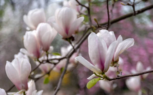 Magnolia Bloemen Magnolia Een Geslacht Uit Grassenfamilie Magnolia — Stockfoto