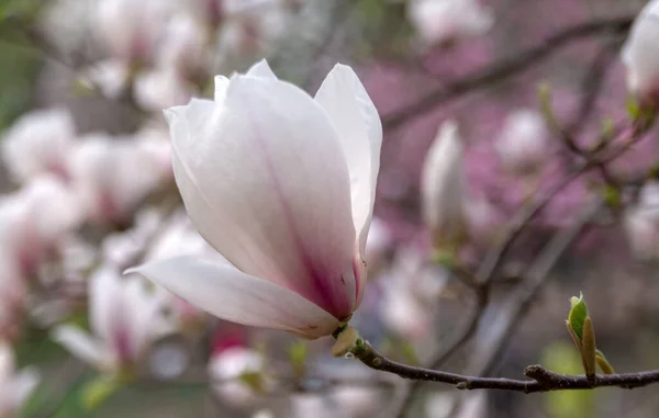 Μανόλια Φλάουερς Magnolia Είναι Ένα Γένος Ανθοφόρων Φυτών Της Οικογένειας — Φωτογραφία Αρχείου