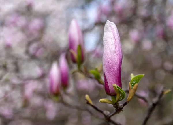 Μανόλια Φλάουερς Magnolia Είναι Ένα Γένος Ανθοφόρων Φυτών Της Οικογένειας — Φωτογραφία Αρχείου