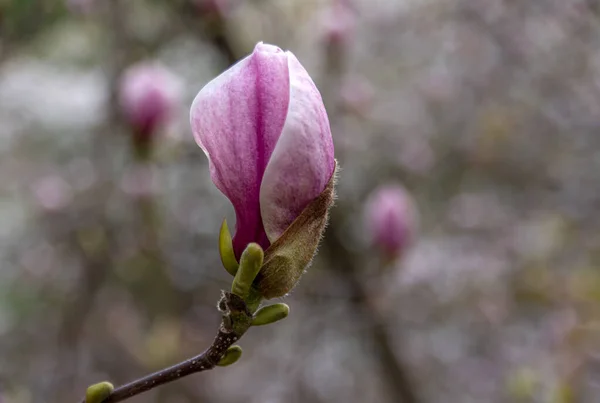 Magnolia Bloemen Magnolia Een Geslacht Uit Grassenfamilie Magnolia — Stockfoto