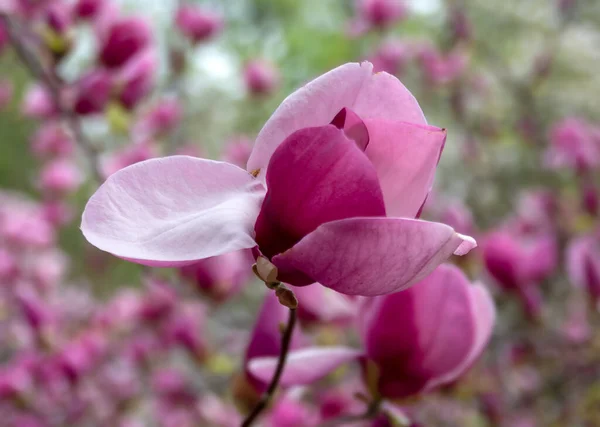 Magnolia Flowers. Magnolia is a genus of flowering plants of the Magnolia family, containing about 240 species.