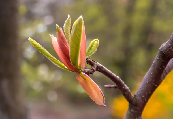 Magnolia Kwiaty Magnolia Jest Rodzajem Roślin Kwitnących Rodziny Magnolia Zawierającym — Zdjęcie stockowe