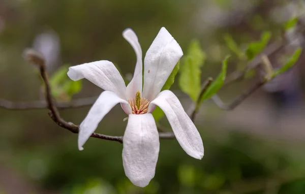 Magnolia Flowers Magnolia Genus Flowering Plants Magnolia Family Containing 240 — Stock Photo, Image