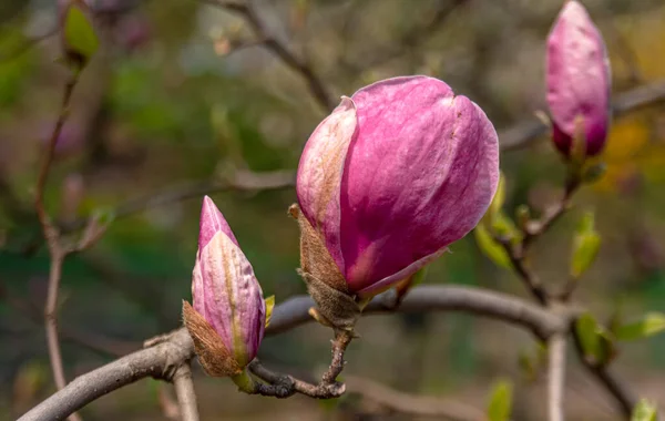 Μανόλια Φλάουερς Magnolia Είναι Ένα Γένος Ανθοφόρων Φυτών Της Οικογένειας — Φωτογραφία Αρχείου