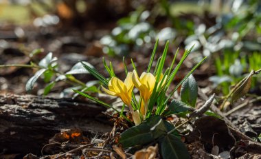 Çiçekli timsahlar. İlk bahar çiçeklerinden biri. - İris ailesinin daimi bitkisi..