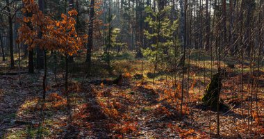 Ormanda güneşli bir sabah. Güneş ışınları ağaçları güzelce aydınlatıyor..