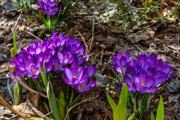 Blooming Crocuses One First Spring Flowers Perennial Plant Iris Family — Stock Photo, Image