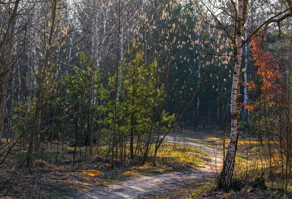 Słoneczny Poranek Lesie Promienie Słońca Pięknie Oświetlają Drzewa — Zdjęcie stockowe